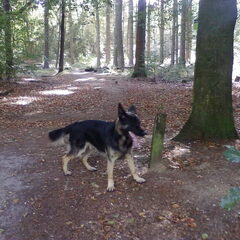 in het bos en de hei , dena nu ongeveer 6 maanden oud en…
