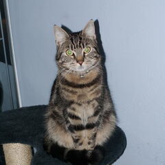 Keigo