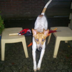 springen!