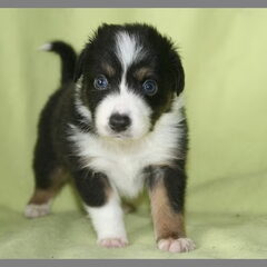 Cody 4 weken oud
