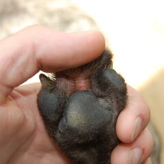 onderkant poot flora