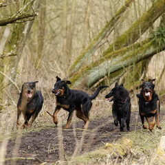 Groenendaelertje tussen de grote Beaucerons