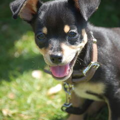 Bailey in het park