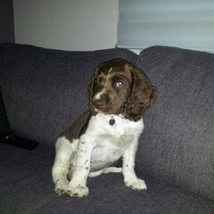Hoi, Ik ben Ozzy. Een Engelse Springer Spaniel.Mijn baasje…