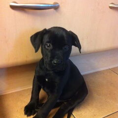 Raff als pup(8 weken)