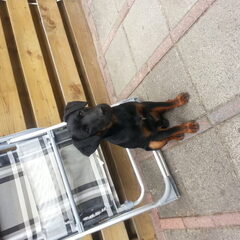 Hier ben ik dan een lief klein schattig hondje hoe iedereen…