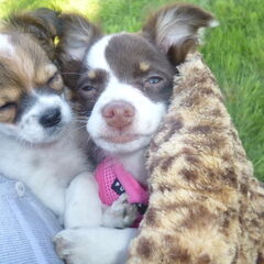 in de snuggle bug