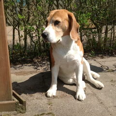 Dit is mijn hondje Maiko :)