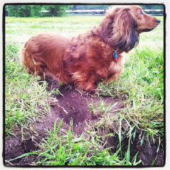even drie gaten graven hoor!