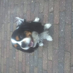 Hondje van mijn oom en tante