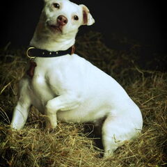 Snowy Jack Russel teefje van 2 jaar