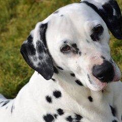 Edgar Dalmatiër reu van 5 jaar