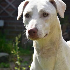 Dibbles Reu van 8 maand, geadopteerd uit Griekenland Zou…