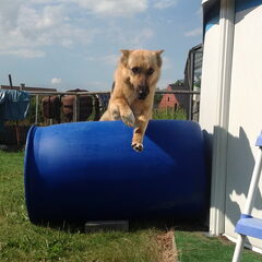Parcourtje met Heera :-)