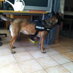 haar eerste K9 tuigje :p