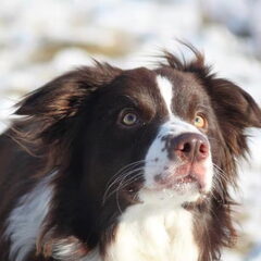 Hier onze lieve border collie Saar