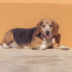 Dit is Paco (teef) onze 11 jarige Beagle. Hobby's zonnen…