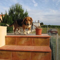 Paco, toen ze nog niet zo grijs was, hier was ze 6 jaar…