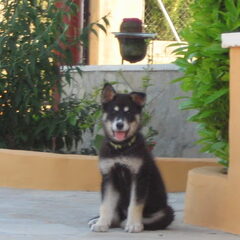Trotse hond!
