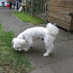 Bliksem de vader van de pups van Sitah