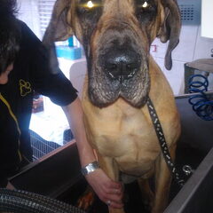 Ook met uw Duitse Dog kunt u bij DJ Trimsalon terecht.