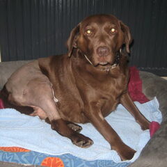 laika aan haar ander poot geopereerd 17 dec 2012