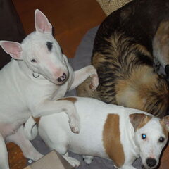 hoopje hond