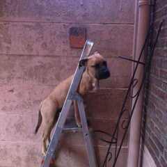 ik wil graag bij de buren kijken!