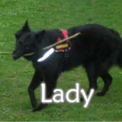 Lady is de hoogste teef van de honden. Ze is mijn maatje en…