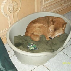 Buddy is een echte buddy... Gek op kinderen, zeer…
