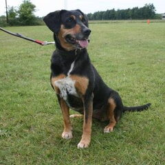 Dit is Azou, een mix Appenzeller Sennen - Beagle. Ze wordt…