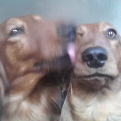 Alf en Jenda