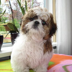 Pepito mijn zoon!