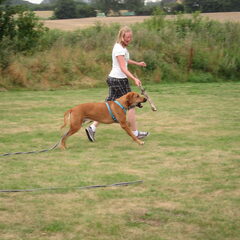 lekker rennen met de hond