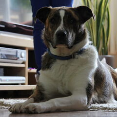 Knapperd