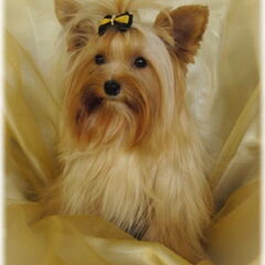 Shaila mijn Golddust Yorkshire meisje (Kabouter wordt ze…