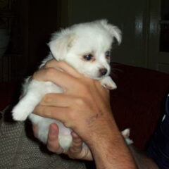 Boris net opgehaald (7.5 week)
