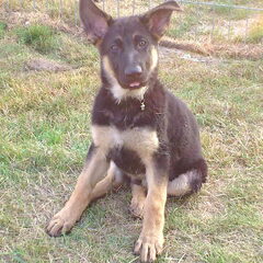 Spontane foto van mijn toen 10 weken oude Duitse Herder :-)