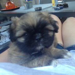 De eerste dag bij de baas op schoot. het was toen 30+…