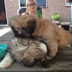 Samen met zijn broertje Diesel uitpuffen van de warmte. (1e…