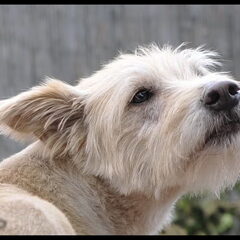 Naam: Paco Ras: Galgo mix reu Geschiedenis: Zwerfhond in…