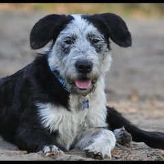Woezel Ras: mix ? Geschiedenis: zwerfhond uit Andalusia…