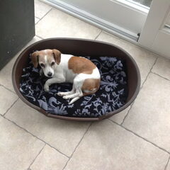 Het liefste hondje van de wereld, uit het asiel in…