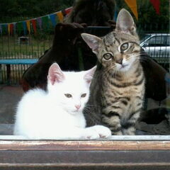 Onze 2katertjes... Danté en Apollo. M'n dochtertje en ik…