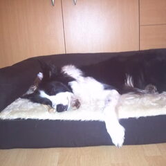 orthopedisch bed