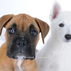 Fotoshoot