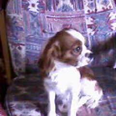 dat is mijn andere hondje fleurke een king charles cavalier