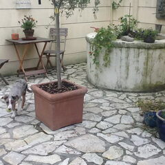Ik ben Skip en ik ben net de tuin aan het inspecteren