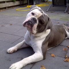 Koppie scheef?