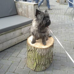 Lekker mee op het terras een bakkie doen met de baasjes